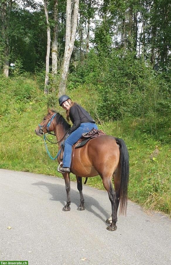 Appaloosa Wallach ans Futter abzugeben