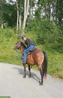 Appaloosa Wallach ans Futter abzugeben