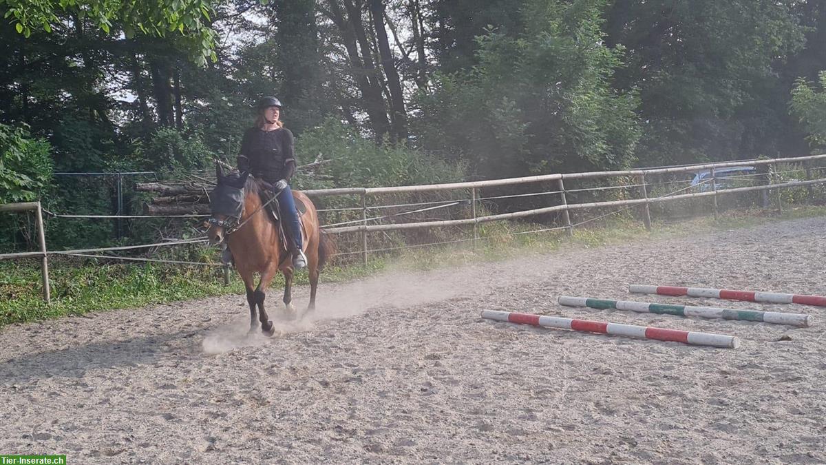 Bild 2: Appaloosa Wallach ans Futter abzugeben
