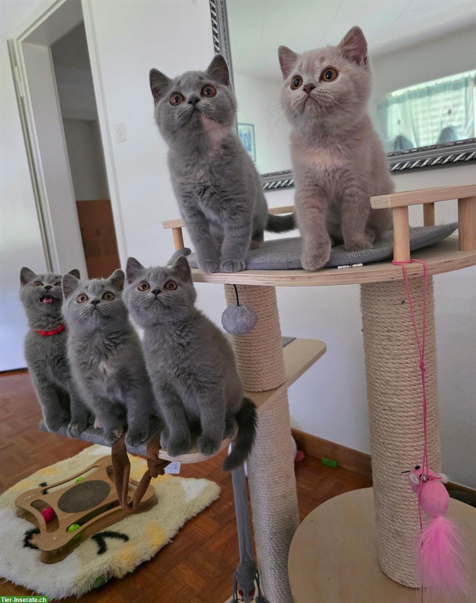 BKH Katerchen in Blue zu verkaufen