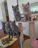 BKH Katerchen in Blue zu verkaufen