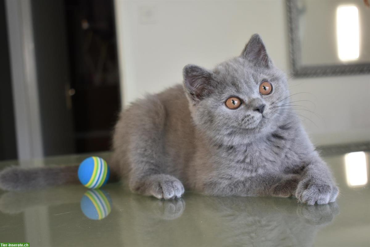 Bild 4: BKH Katerchen in Blue zu verkaufen
