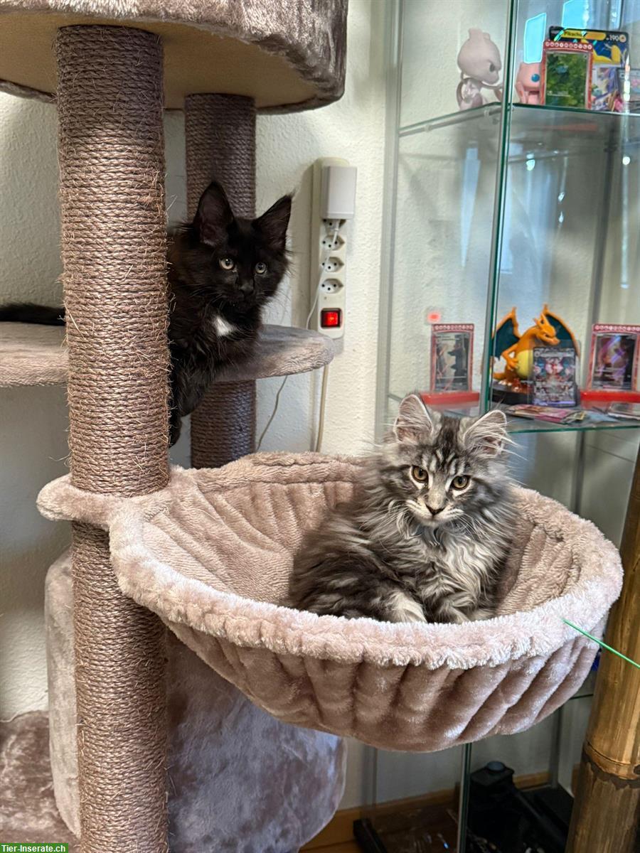 2 Maine Coon Männchen, 5 Monate alt zu verkaufen