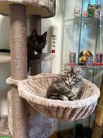 2 Maine Coon Männchen, 5 Monate alt zu verkaufen