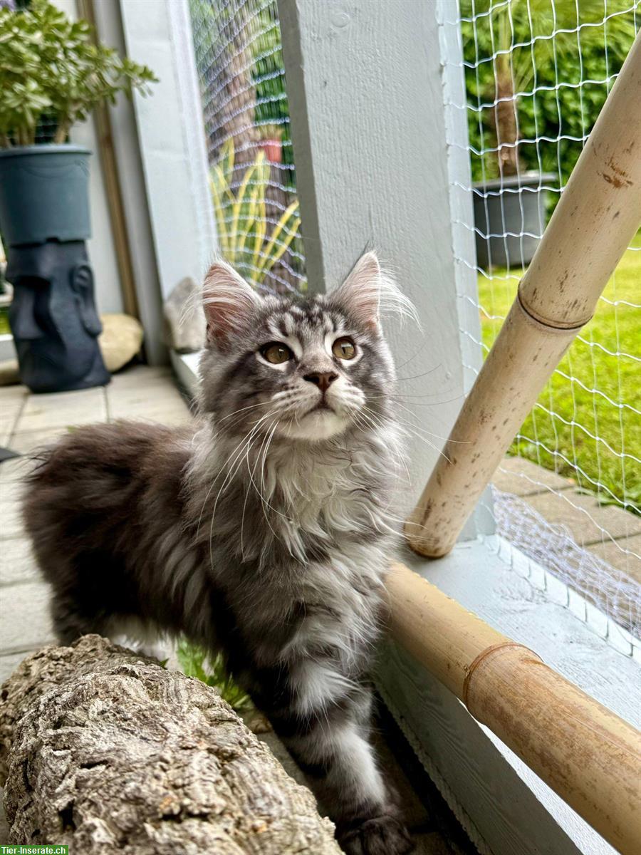 Bild 2: 2 Maine Coon Männchen, 5 Monate alt zu verkaufen
