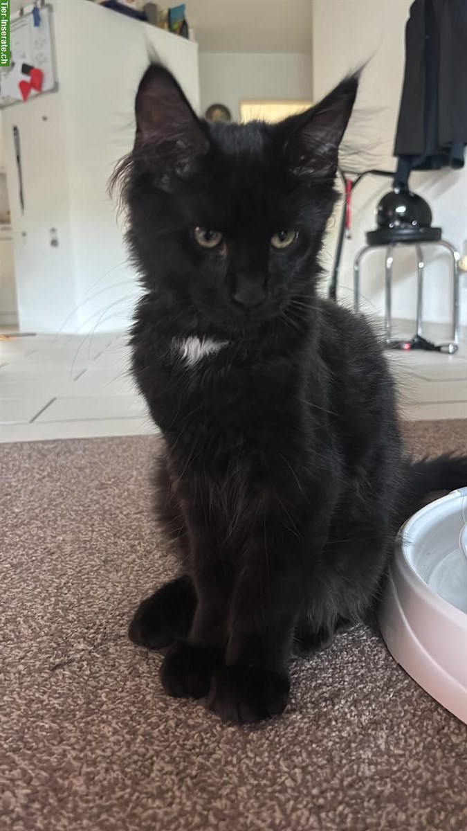 Bild 3: 2 Maine Coon Männchen, 5 Monate alt zu verkaufen