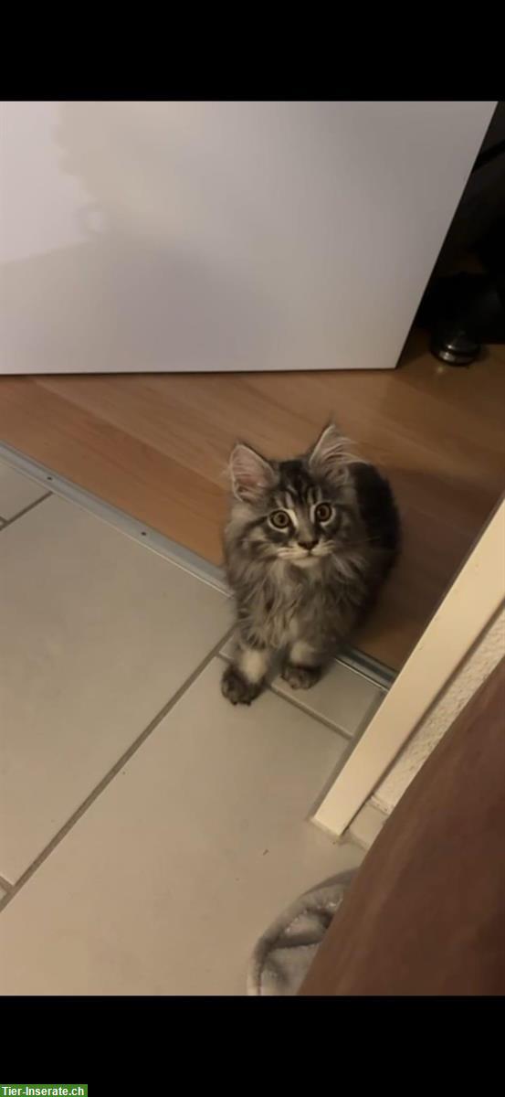 Bild 4: 2 Maine Coon Männchen, 5 Monate alt zu verkaufen