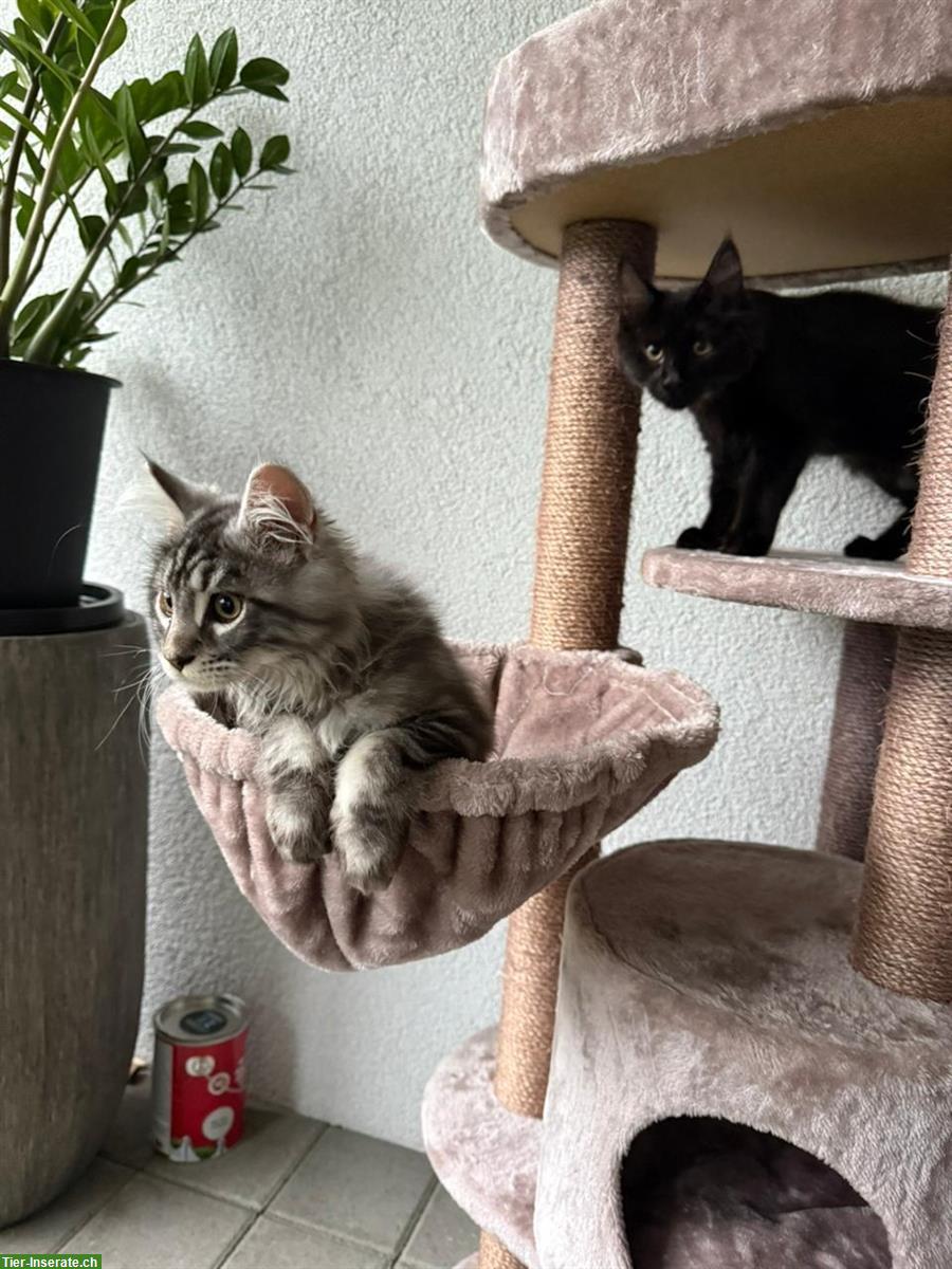 Bild 5: 2 Maine Coon Männchen, 5 Monate alt zu verkaufen