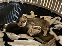 Britisch x Bengal Rassen Mix Kätzchen