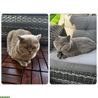 Britisch Kurzhaar Katzen suchen ein Zuhause