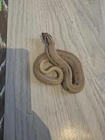 Hakennasennatter Superconda Striped Männchen