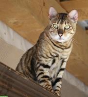 Reinrassige Toyger Katzen abzugeben