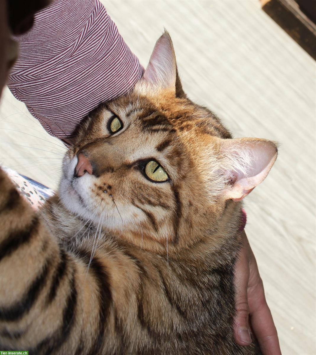 Bild 2: Reinrassige Toyger Katzen abzugeben