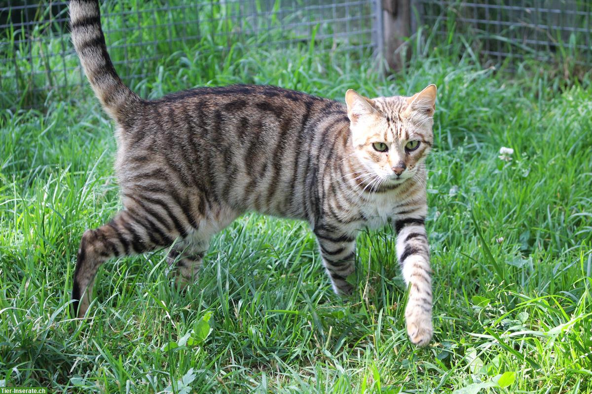 Bild 3: Reinrassige Toyger Katzen abzugeben