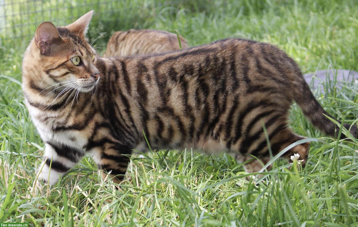 Bild 5: Reinrassige Toyger Katzen abzugeben