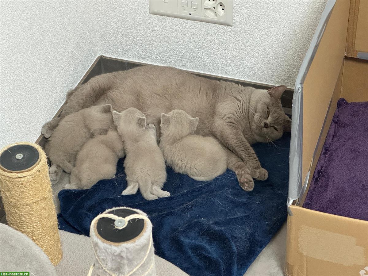 BKH Kitten lilac / blue zu verkaufen