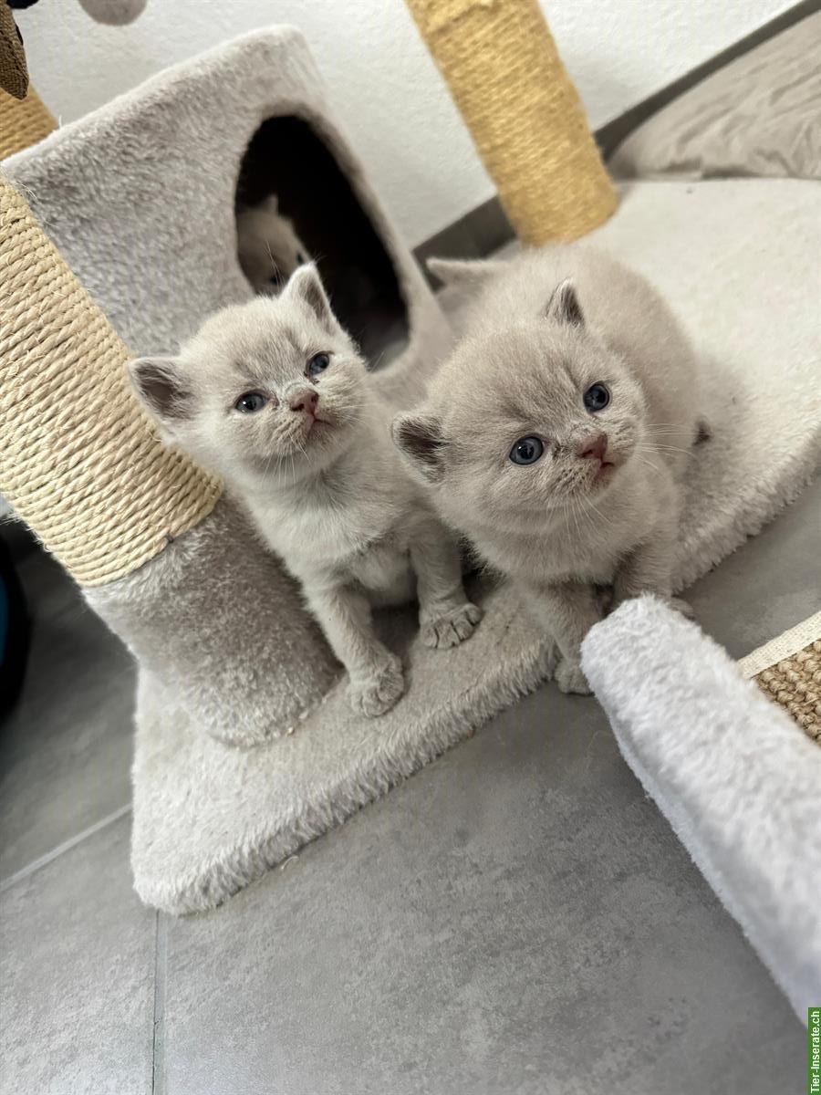 Bild 2: BKH Kitten lilac / blue zu verkaufen