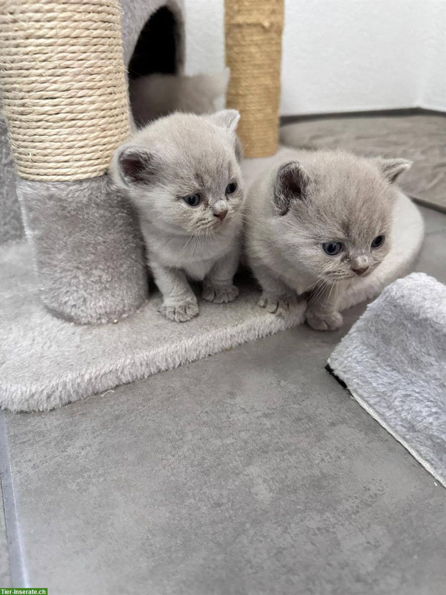Bild 3: BKH Kitten lilac / blue zu verkaufen