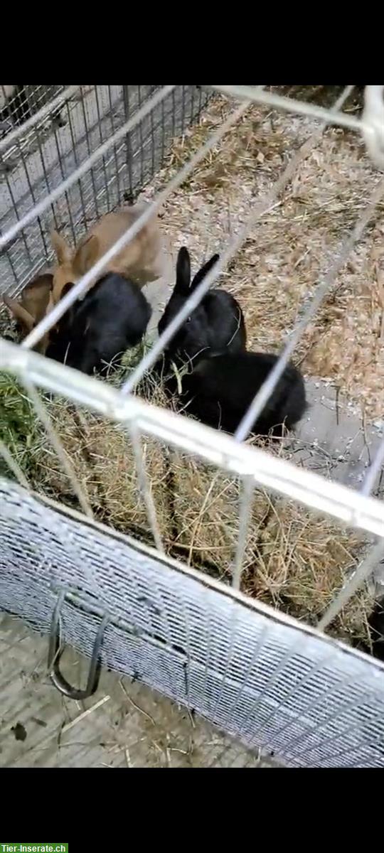 Junge Mischling Kaninchen abzugeben