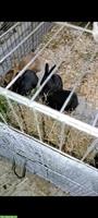 Junge Mischling Kaninchen abzugeben