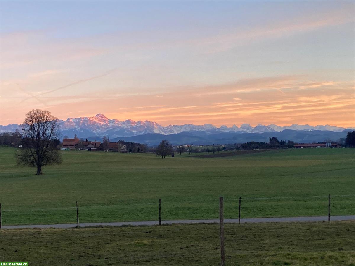Bild 2: Pferdepfleger/-in 60-100% für Zuchtbetrieb in Neukirch an der Thur