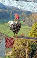 Blumenhahn, Güggel, Schwedisches Blumenhuhn