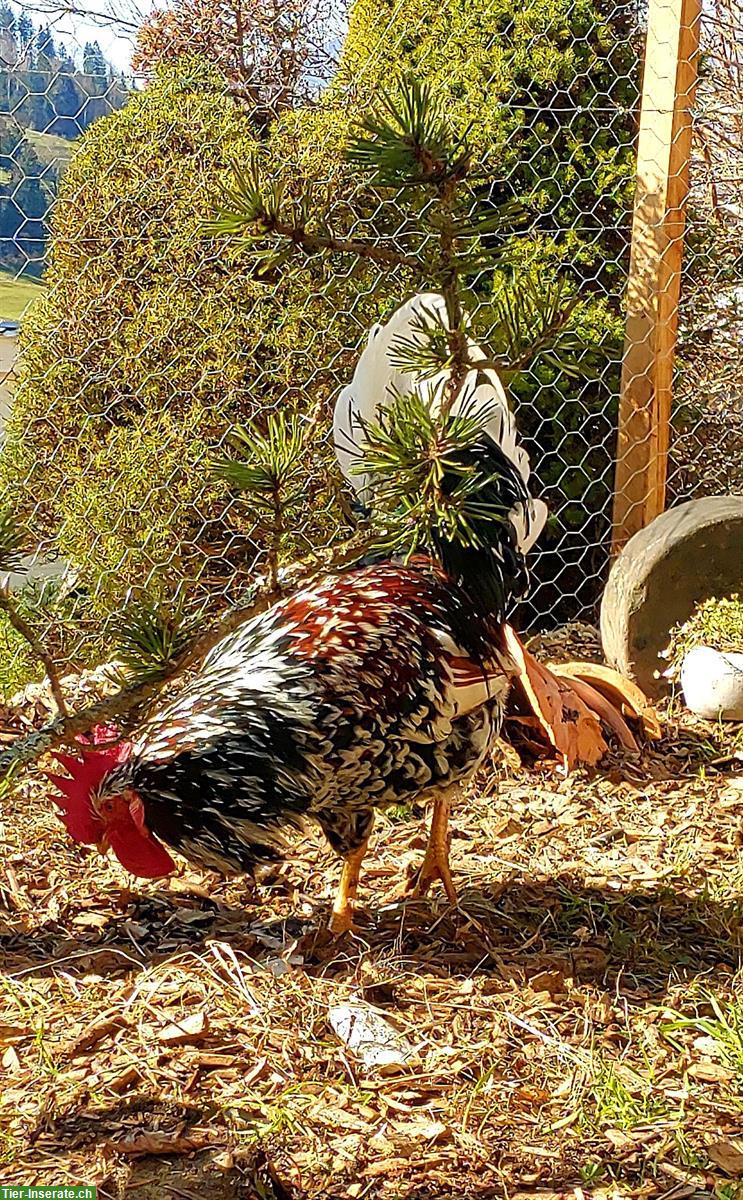 Bild 2: Blumenhahn, Güggel, Schwedisches Blumenhuhn
