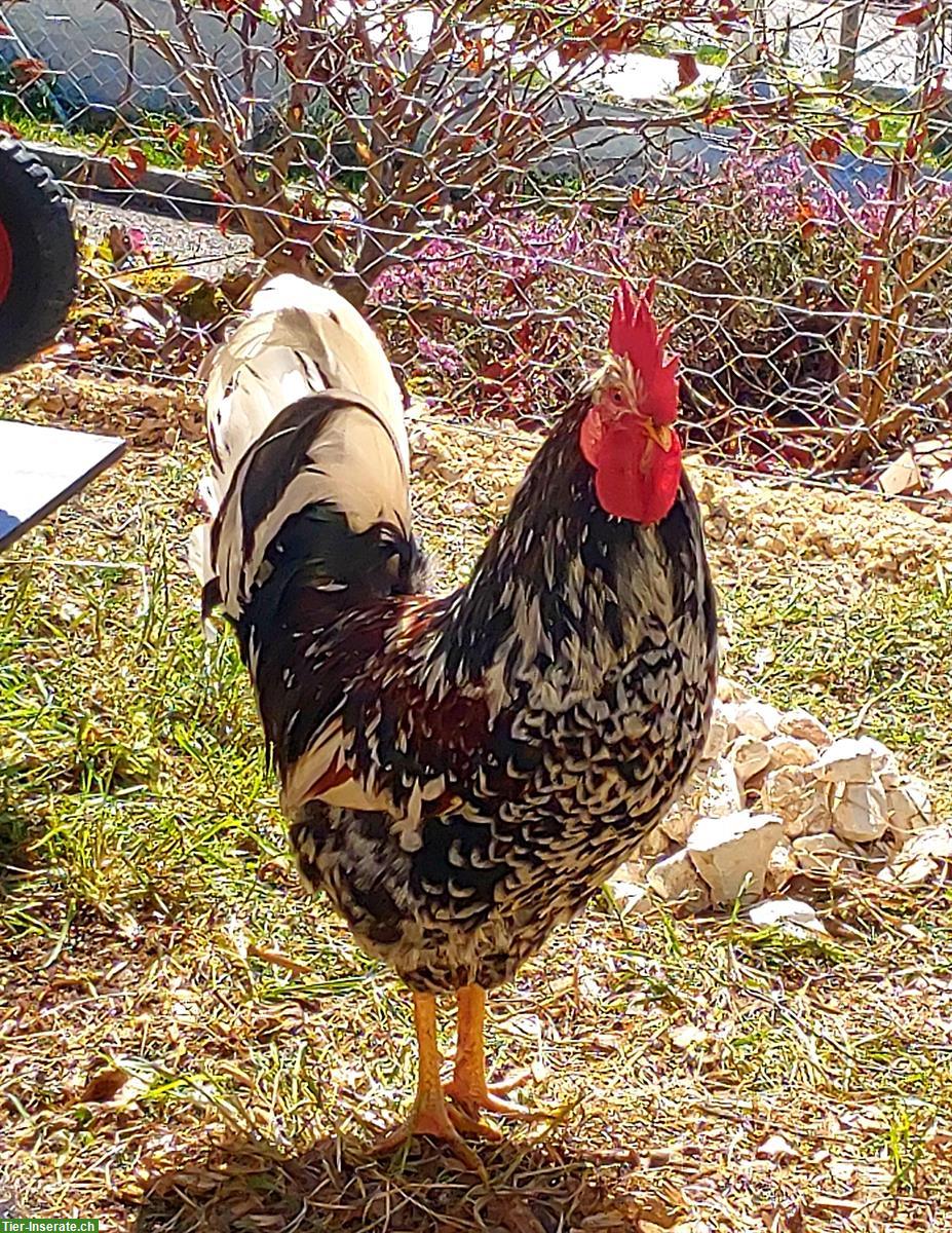 Bild 3: Blumenhahn, Güggel, Schwedisches Blumenhuhn