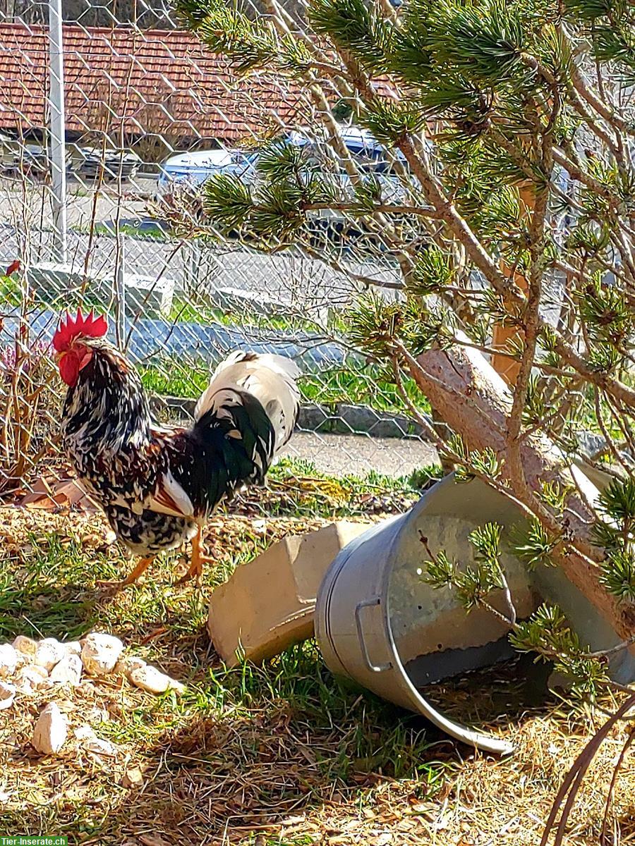 Bild 4: Blumenhahn, Güggel, Schwedisches Blumenhuhn