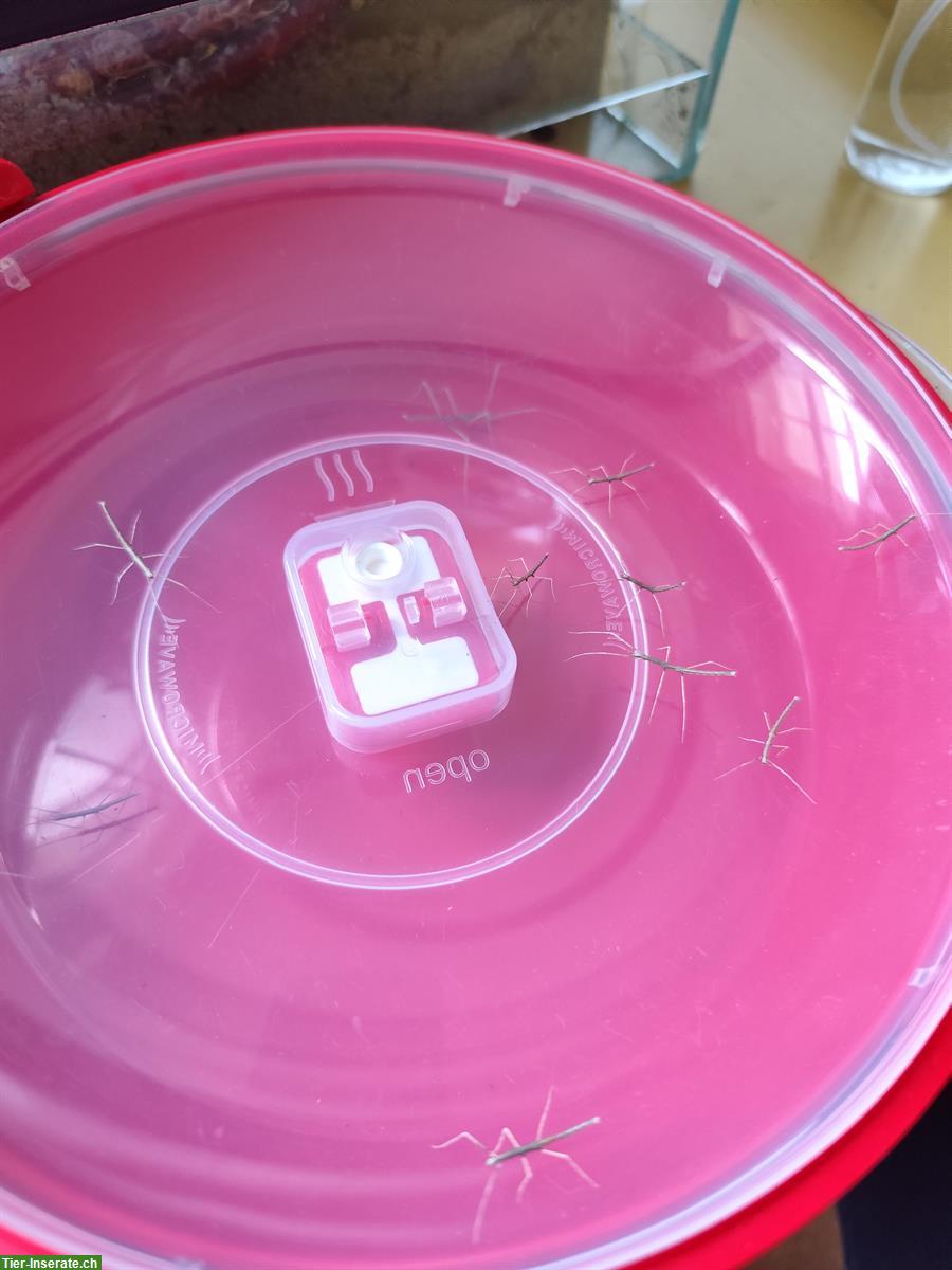 Bild 4: Baby Gespenstschrecken zu verkaufen