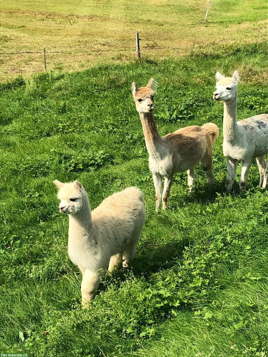 Bild 5: Praktikum mit Pferden und Alpakas an der Sonne ;-)