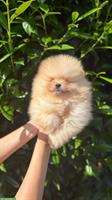 Pomeranian Welpen suchen ein Zuhause