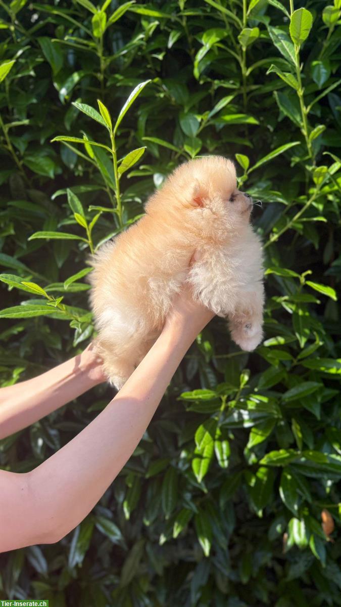 Bild 2: Pomeranian Welpen suchen ein Zuhause