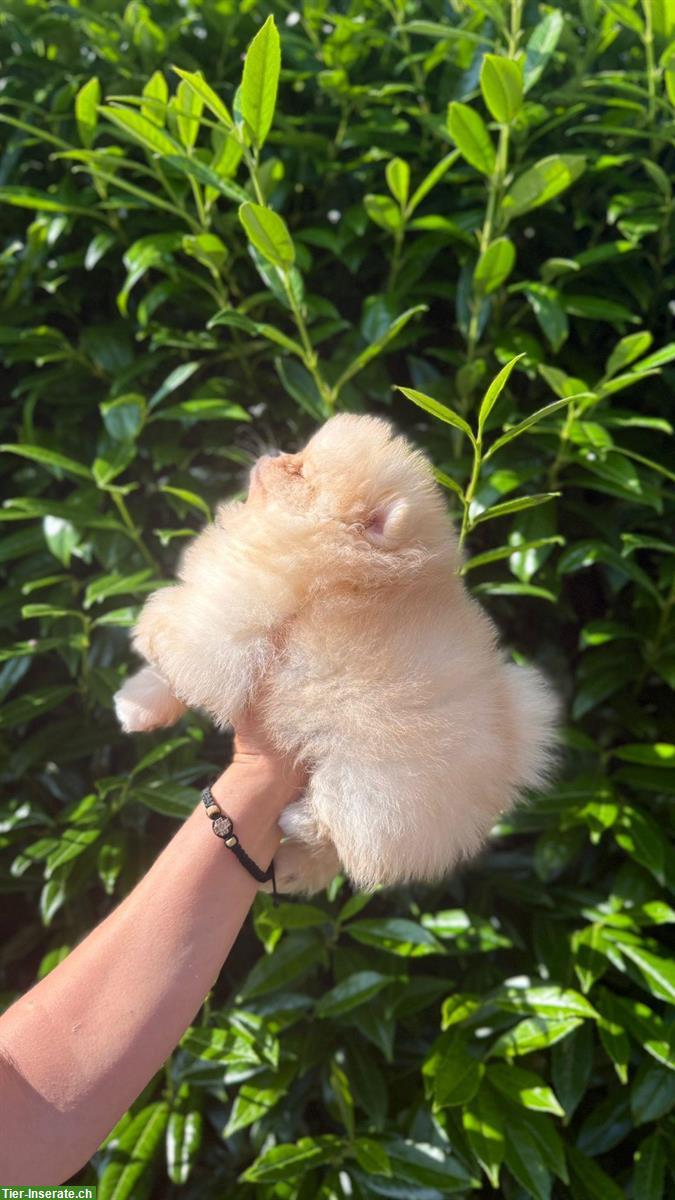 Bild 3: Pomeranian Welpen suchen ein Zuhause