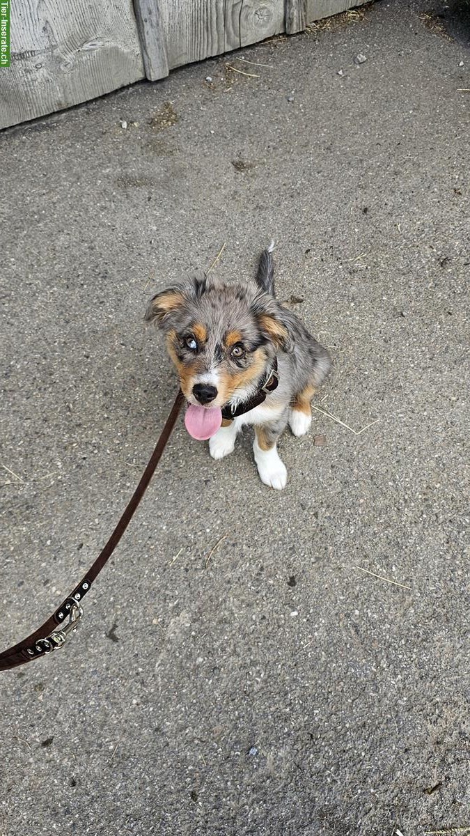 Mini Aussie Rüde sucht passendes Zuhause!