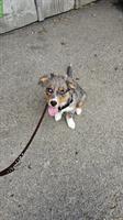 Mini Aussie Rüde sucht passendes Zuhause!