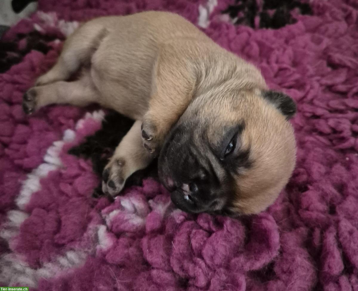 Französische Bulldogge Fluffy zu verkaufen