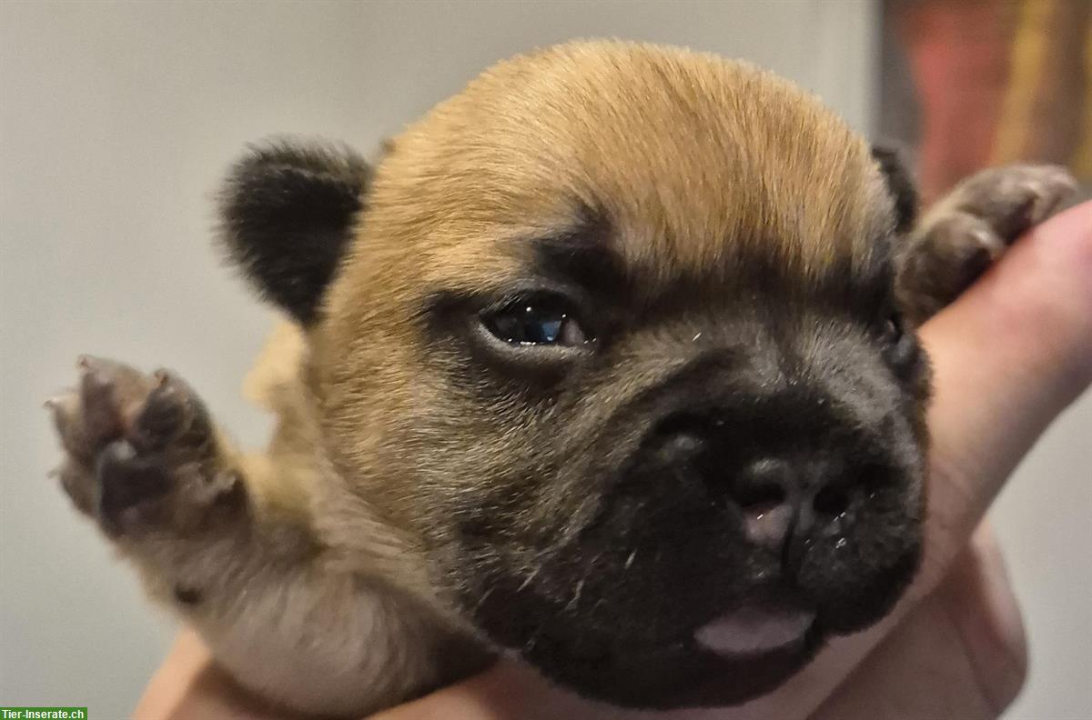 Bild 2: Französische Bulldogge Fluffy zu verkaufen