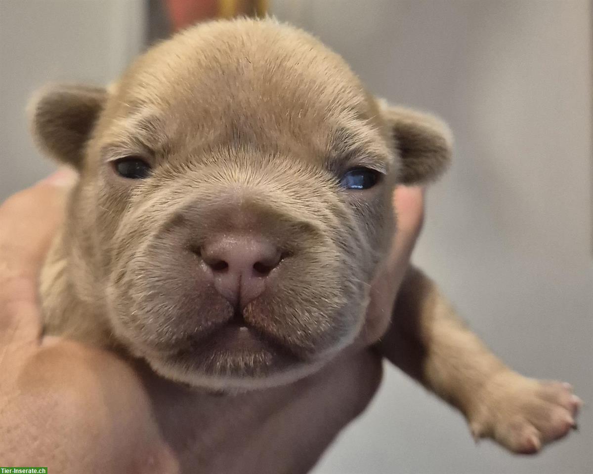 Bild 3: Französische Bulldogge Fluffy zu verkaufen