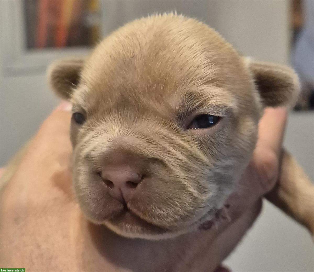 Bild 4: Französische Bulldogge Fluffy zu verkaufen