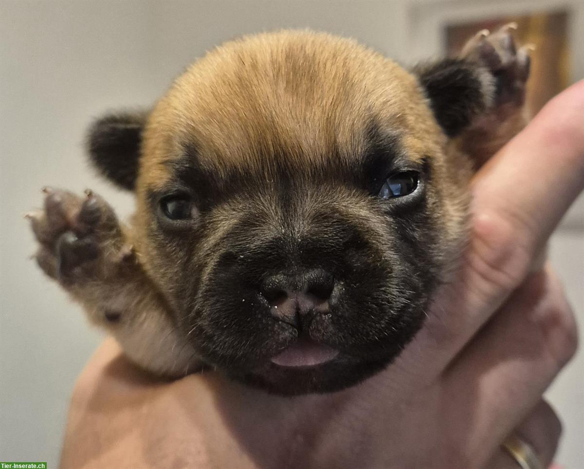 Bild 5: Französische Bulldogge Fluffy zu verkaufen