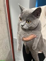 1-jähriger BKH Kater sucht ein neues Zuhause