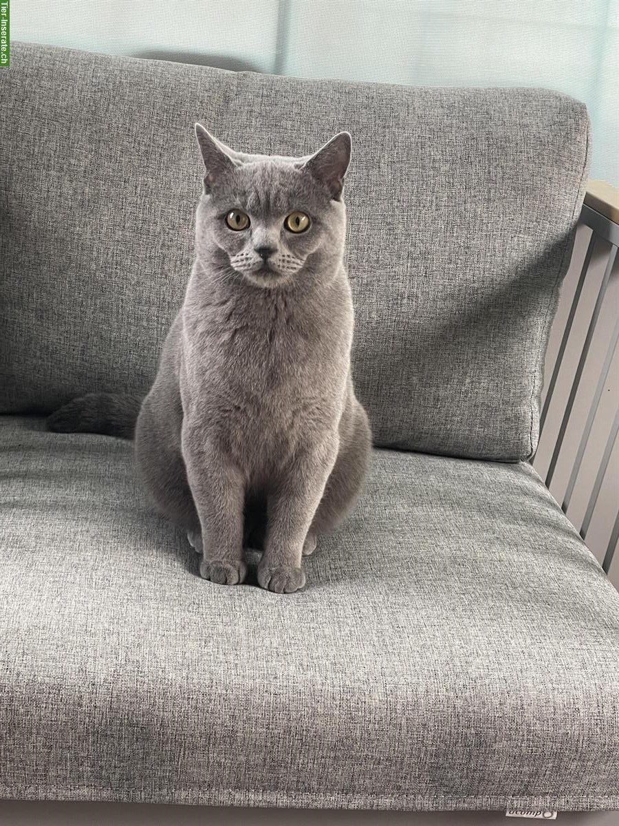 Bild 2: 1-jähriger BKH Kater sucht ein neues Zuhause
