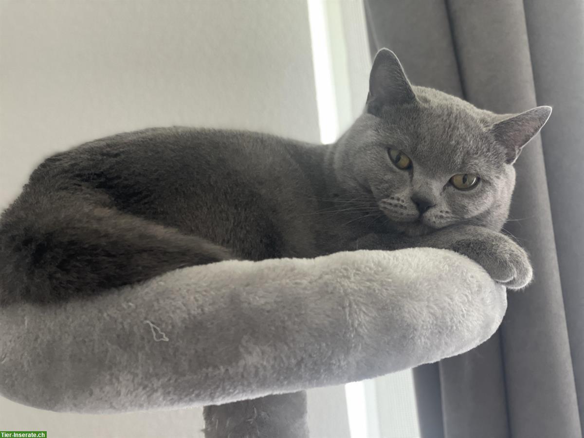 Bild 3: 1-jähriger BKH Kater sucht ein neues Zuhause