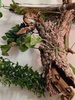 2 Boa Constrictor Imperator / Rotschwanzboa 7-jährig