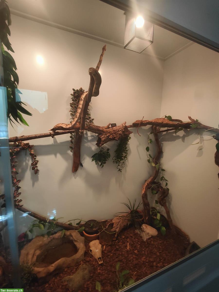 Bild 4: 2 Boa Constrictor Imperator / Rotschwanzboa 7-jährig