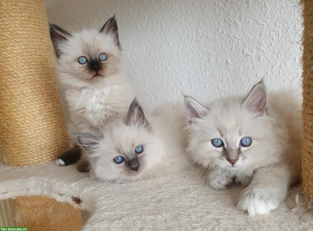 Heilige Birma Kitten männlich und weiblich abholbereit