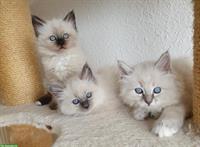 Heilige Birma Kitten männlich und weiblich abholbereit