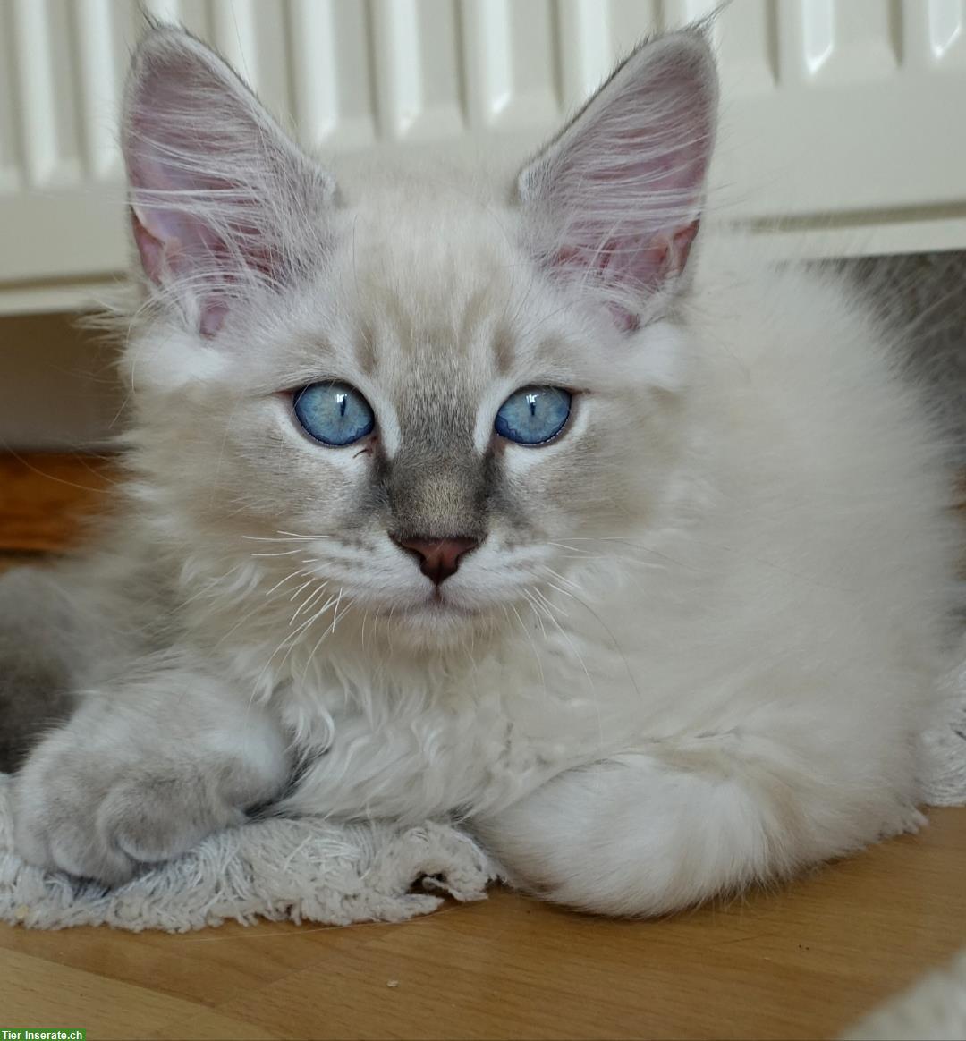Bild 2: Heilige Birma Kitten männlich und weiblich abholbereit