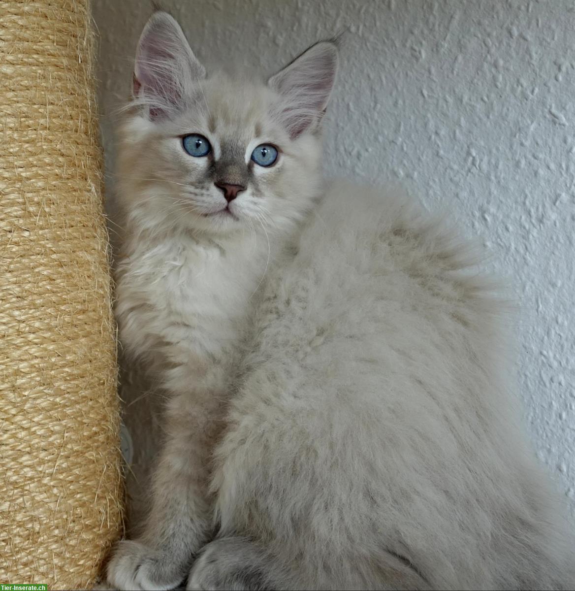 Bild 3: Heilige Birma Kitten männlich und weiblich abholbereit